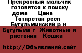 Прекрасный мальчик готовится к поиску дома!! › Цена ­ 10 - Татарстан респ., Бугульминский р-н, Бугульма г. Животные и растения » Кошки   